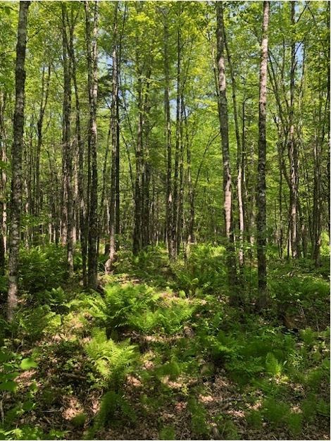 Woodlot